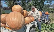  ?? ?? Mammoth crop: Benalla’s John Drenovski grew some amazing pumpkins this year with the biggest tipping the scales at 120kg.