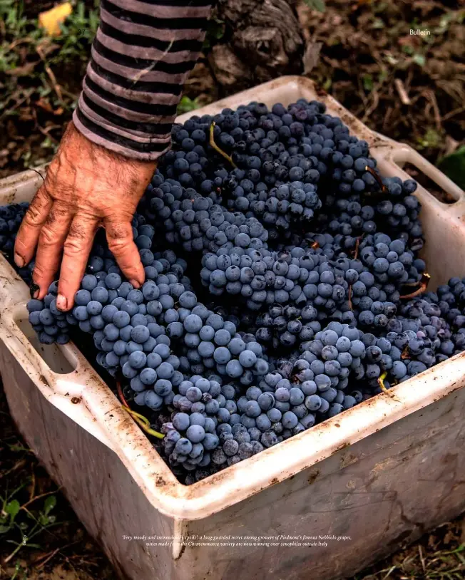  ??  ?? ‘Very moody and tremendous­ly spoilt’: a long-guarded secret among growers of Piedmont’s famous Nebbiolo grapes,
wines made from the Chiavennna­sca variety are now winning over oenophiles outside Italy