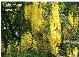  ??  ?? Laburnum flowers