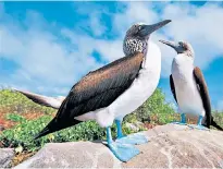  ?? ?? Home birds: bluefooted boobies shared their island with Bryan and June Nelson for a year while he studied them