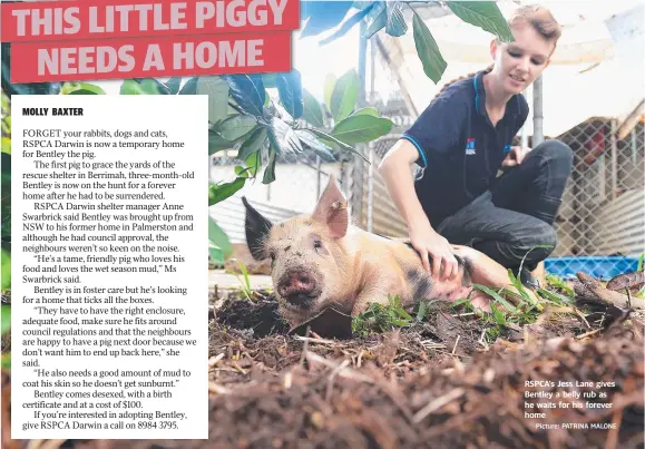  ?? Picture: PATRINA MALONE ?? RSPCA's Jess Lane gives Bentley a belly rub as he waits for his forever home