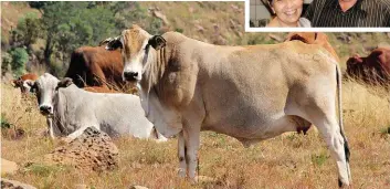  ?? FOTO: JOHAN VAN DER MERWE ?? Een van die ongeveer 60 kommersiël­e Boran-koeie wat mnr. Pieter Genis in 2004 as verse aangekoop het om sy stoetery mee te begin.