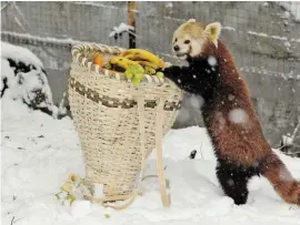  ?? BILD: SN/SPAR ?? Große Familienak­tion von SPAR und dem Zoo Salzburg von heute, Montag, bis Samstag, 10. Februar 2018. Holen Sie sich bei SPAR, EUROSPAR und INTERSPAR Ihren Zoo-Gutschein!