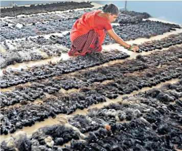  ??  ?? Pick of the bunch: human hair is sorted in Chennai. India is one of the world’s main exporters, generating hundreds of millions of dollars