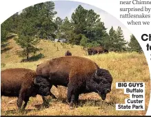  ?? ?? BIG GUYS Buffalo from Custer State Park