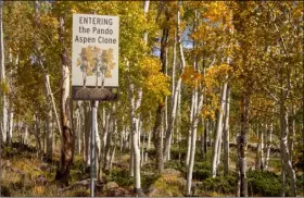  ?? Photos by Ed HelmickThe ?? “trembling giants” of the Pando aspen forest makes for a great day trip or weekend getaway.