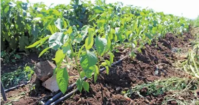  ??  ?? FROM TOP:• Vegetables have been planted under drip irrigation.