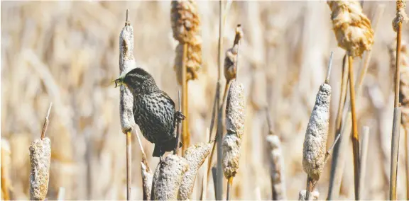  ?? DEBBIE OLSEN ?? If you are lucky during your springtime birding adventure, you might spot a bird such as this female red-winged blackbird enjoying a tasty lunch.