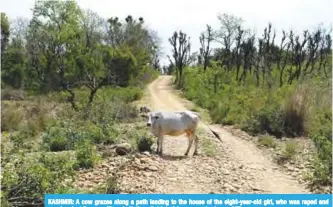  ??  ?? KASHMIR: A cow grazes along a path leading to the house of the eight-year-old girl, who was raped and murdered, at Rasana village in Kathua district of Jammu yesterday.— AFP