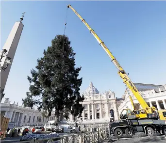  ?? − Associated Press: Andrew Medichini ?? Le sapin de Pologne a été installé mercredi, à la place Saint-Pierre de Rome, pour la période des Fêtes.