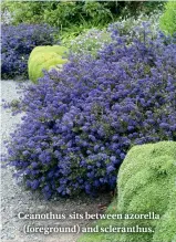  ??  ?? Ceanothus sits between azorella (foreground) and scleranthu­s.