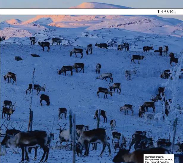  ??  ?? Reindeer grazing, Riskgranse­n, Norbottens Ian, Lapland, Sweden