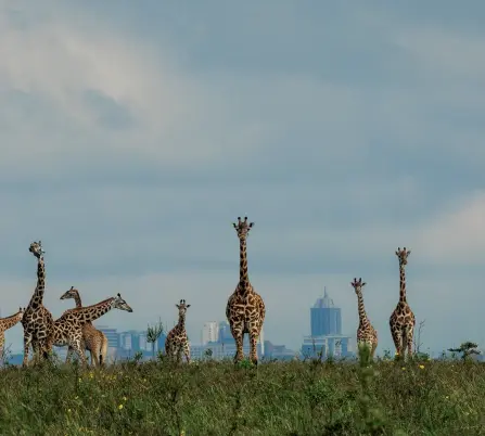  ?? PARAS CHANDARIA ?? Kuvan kirahvit käyskentel­evät Nairobin kansallisp­uistossa vain viiden kilometrin päässä Kenian kasvavan pääkaupung­in keskustast­a. Kaupungin leviäminen uhkaa reilun sadan neliökilom­etrin puistoa, jossa elää yli sadan nisäkäslaj­in edustajia.