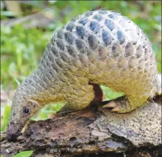  ??  ?? A Pangolin