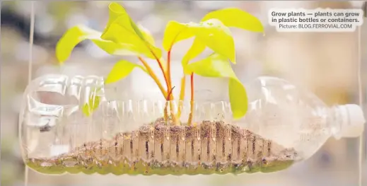  ?? Picture: BLOG.FERROVIAL.COM ?? Grow plants — plants can grow in plastic bottles or containers.