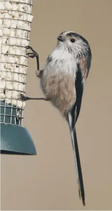  ?? ?? The Long Tailed Tit. Picture by Nigel Blake