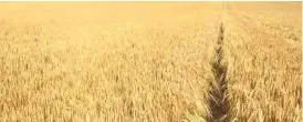  ??  ?? Winter wheat grown under the Command Agricultur­e programme in Matabelela­nd South, North and Midlands with national output is expected to hit 200 000 tonnes