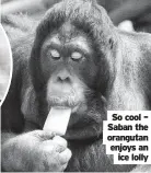  ?? ?? So cool – Saban the orangutan enjoys an ice lolly