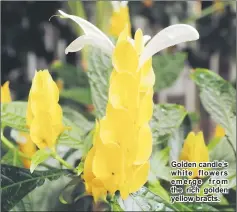  ??  ?? Golden candle’s white flowers emerge from the rich golden yellow bracts.