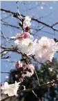  ?? FRITZ HAHN Washington Post ?? Early blossoms decorate an Autumnalis Rosea cherry tree at the National Arboretum in Washington.