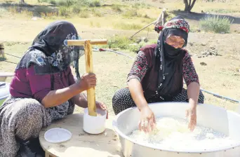  ??  ?? Yörük women make cheese from the milk of their cattle. There is no denial that women play an important role in Yörük lifestyle.