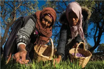  ??  ?? Moroccan labourers pick saffron flowers in a field in the Taliouine region. Traditiona­l Moroccan producers are trying to protect their world-famous rare and precious spice against counterfei­t products.