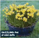  ?? ?? DAZZLING: Pot of mini daffs