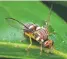  ?? PHOTO: BIOSECURIT­Y NZ ?? A Queensland fruit fly.