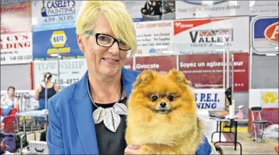  ?? DESIREE ANSTEY/ JOURNAL PIONEER ?? Christine Heartz, from Truro, N.S., has been competing in dog shows for 30 years. She entered her primped three-year-old Pomeranian named “Posh” into the toy breed category.