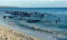  ?? Photograph: AP ?? Pilot whales have died after four pods of up to 160 of the mammals became stranded at Toby Inlet near Dunsboroug­h, more than 250km south of Perth.