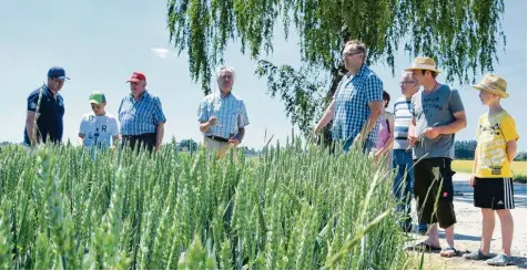  ?? Fotos: Uwe Bolten ?? Die Eigenarten des Weizens standen im Blickpunkt des Feldrundga­ngs des Bauernverb­ands.