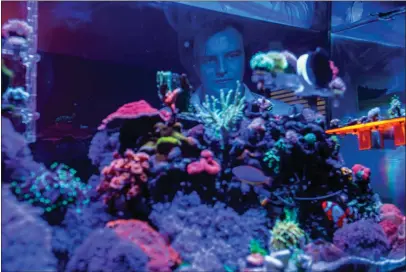  ?? ASH PONDERS — THE NEW YORK TIMES ?? Schuyler Wagner, a financial analyst who spends $750to $1,500a month on his hobby, coral farming, and his seven tanks, at his home in Tempe, Arizona.
