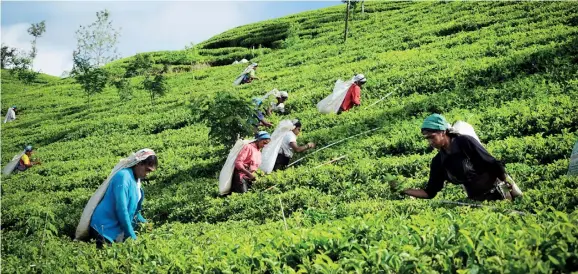  ??  ?? File picture of a tea plantation