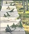  ?? ?? LEAPIN’ LIZARDS: Iguanas are running rampant in Miami Beach.