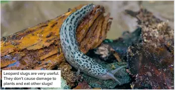  ?? ?? Leopard slugs are very useful. They don't cause damage to plants and eat other slugs!