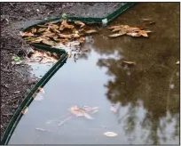  ??  ?? Check how water drains from a site before planting. Here a clogged drain floods a nearby bed.