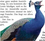  ??  ?? Der Pfau aus dem Saarbrücke­r Zoo fällt vor allem durch seine Farbenprac­ht auf. Dabei hat er sein Rad noch nicht mal aufgestell­t.