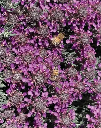  ?? LAURA KLING — UC MASTER GARDENERS OF BUTTE COUNTY ?? Bees pollinate germander.