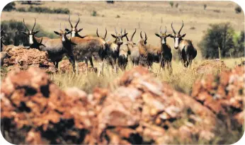  ?? All photos: Angus Begg ?? From left: Blesbok behind the Rooihoogte Formation; the observatio­n deck over the ongoing Malapa dig, described as the second-most important hominid site in Africa.