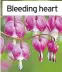  ??  ?? Bleeding heart
Pansy