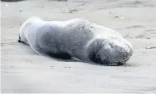  ?? PHOTO: JOHN HAWKINS/FAIRFAX NZ 631461057 ?? A sick seal 1km south of the main Oreti Beach entrance.