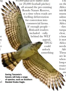  ??  ?? Saving Tanzania’s forests will help a range of species, such as Southern Banded Snake Eagle.