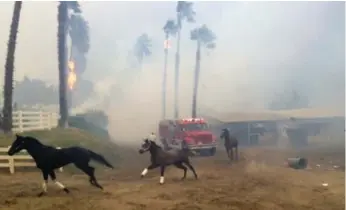  ?? PAUL SISSON/THE ASSOCIATED PRESS ?? Terrified horses race from San Luis Rey Downs as the Lilac Fire sweeps through the horse-training facility.