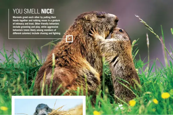  ??  ?? YOU SMELL NICE!
Marmots greet each other by putting their heads together and rubbing noses in a gesture of intimacy and trust. Other friendly behaviors include grooming and play, while aggressive behaviors (more likely among members of different colonies) include chasing and fighting.