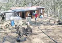 ??  ?? Gary Wilson keeps watch on the kangaroos in the yard of his home.