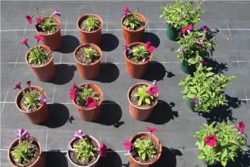  ?? PHOTOS: MIKE WELLS ?? WHAT A DIFFERENCE: The three rows of petunias on the left are deficient in most nutrients, whilst the row on the right are enjoying a controlled release fertiliser smorgasbor­d!