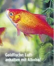  ??  ?? Goldfische: Luftanhalt­en mit Alkohol