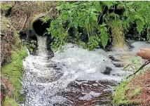  ??  ?? High levels of E coli have been found in Fish Creek.