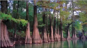  ?? KEITH SUTTON/CONTRIBUTI­NG PHOTOGRAPH­ER ?? A woodland trail often traveled by author Keith Sutton leads to two remote oxbow lakes where ancient cypress trees rise like vanguards over the swamp.