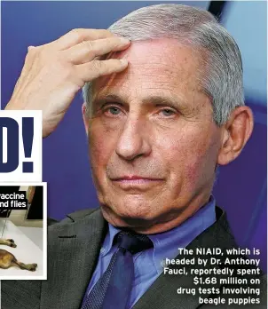  ?? ?? The NIAID, which is headed by Dr. Anthony Fauci, reportedly spent
$1.68 million on drug tests involving
beagle puppies